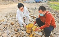 广东一地挖出“黄金土”，专家：具体成分需等待检测报告