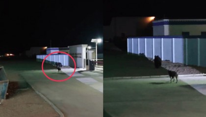 90后徒步博主羌塘无人区过夜遇棕熊袭击,民警驱熊救人