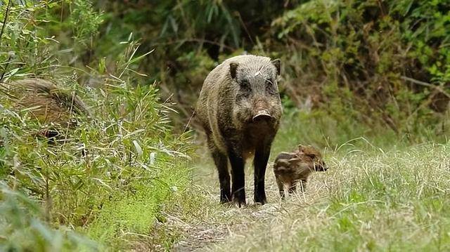 国家林草局回应“野猪致害事件”