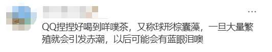 海边密集出现“爆爆珠”？广州、深圳等多地发布提醒