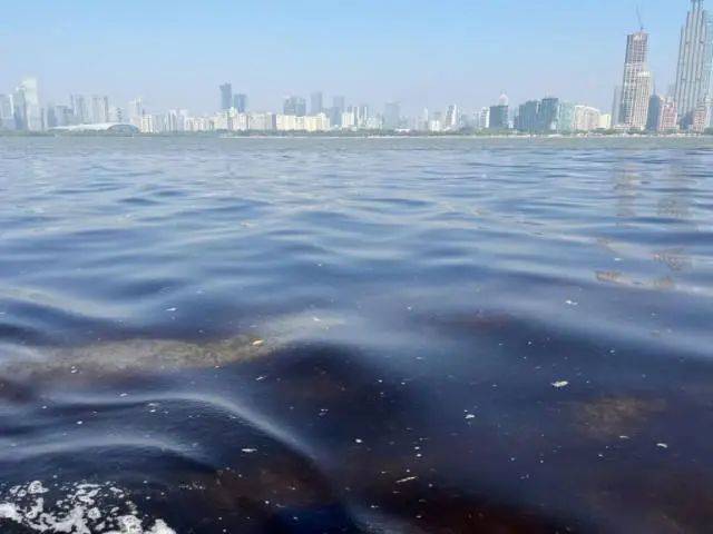 海边密集出现“爆爆珠”？广州、深圳等多地发布提醒