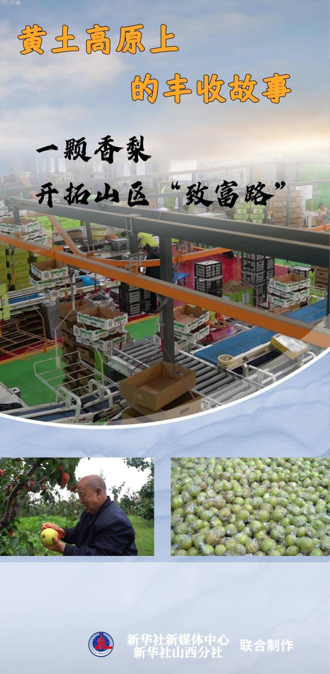 黄土高原上的丰收故事:一颗香梨,开拓山区“致富路”
