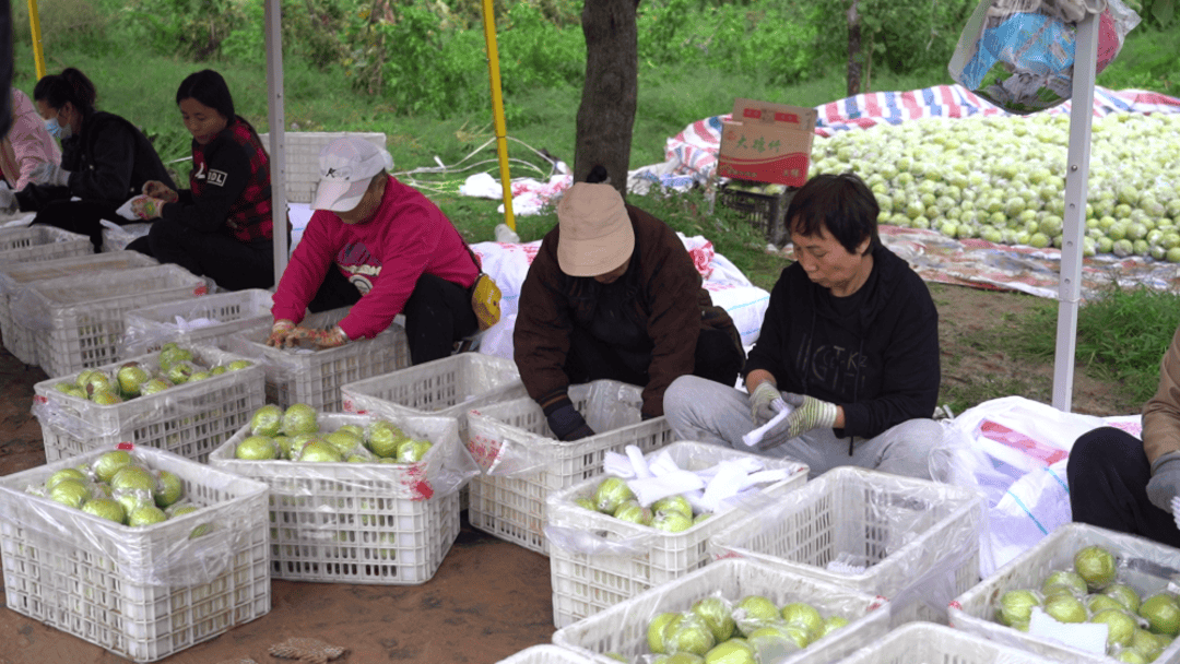 黄土高原上的丰收故事:一颗香梨,开拓山区“致富路”