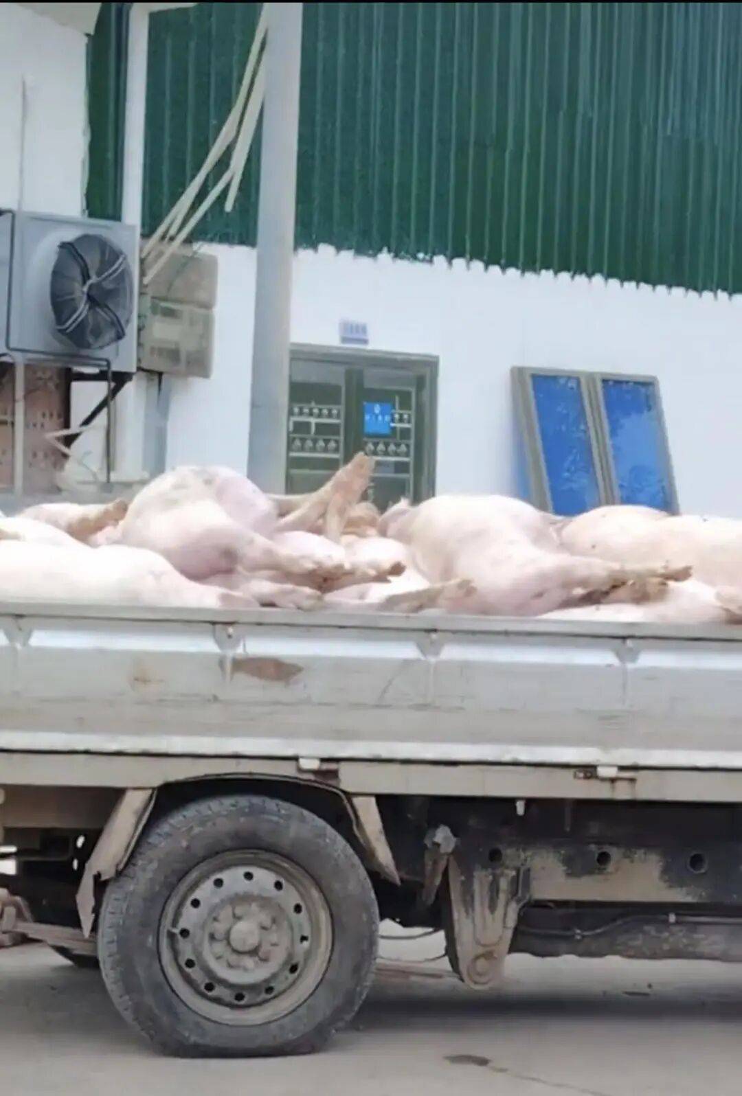 广东一肉联公司门口堆满死猪,官方:7人被控制